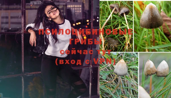 ешки Аркадак